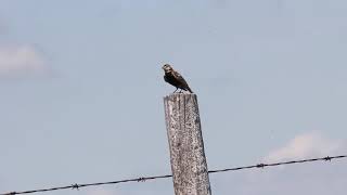 Chestnut-collared Longspur