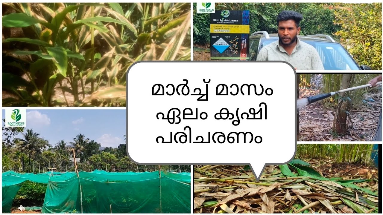 മാർച് മാസം ഏലം കൃഷി പരിചരണം,cardamom March month