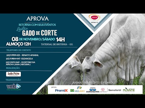 LEILÃO ESPECIAL GADO DE CORTE (APROVA) - DIA 08 DE NOVEMBRO, SÁBADO 14h TATERSAL DE BRITÂNIA GO.