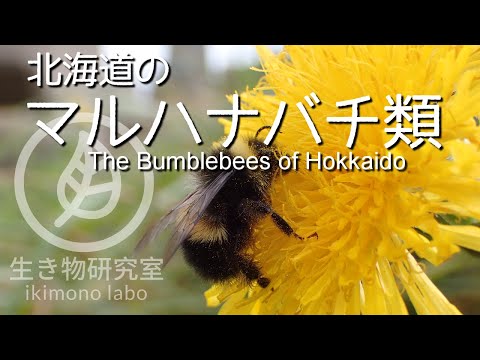 IUCN分類における絶滅の危険性を示す図。