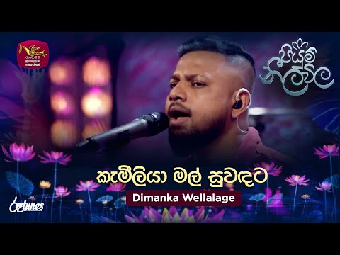 Kameliya Mal Suwadata | කැමීලියා මල් සුවඳට | Dimanka Wellalage | Piyum Neela Vila | Roo Tunes