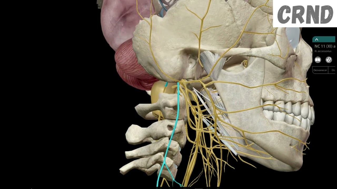Facil de aprender XI par craneal Accesorio