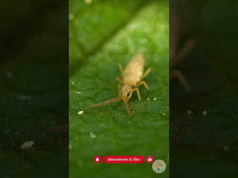 Moos = Öko-Boost: Warum es oft besser ist, als du denkst - Gartenexpedition #naturgarten #shorts