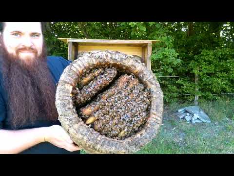 Honey Harvest In A Traditional Skep Beekeeping Apiary