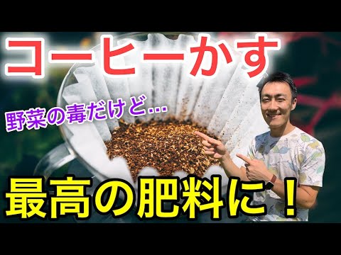 コーヒー粕と植物：キョウチクトウの肥料として使用できますか?  庭園