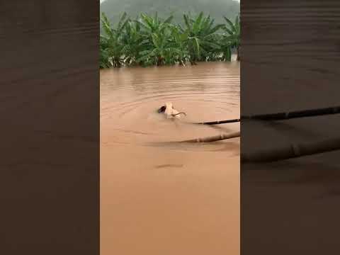 Chú Chó Giải Cứu Chó Con Bị Nước Cuốn Trôi! 🐶❤️#shorts #dog