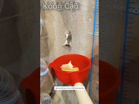 Chú Chuột Vàng cố gắng thoát khỏi khu ổ chuột #shorts