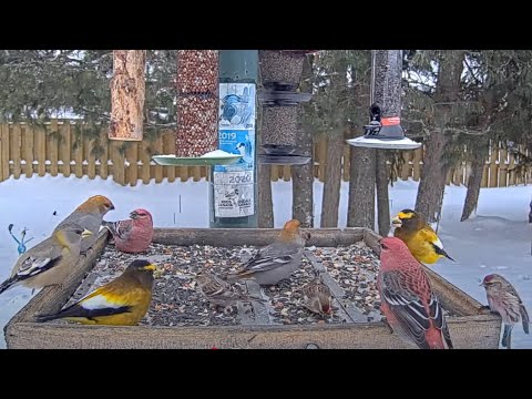 Grosbeaks And Redpolls Join Winter Finch Free-For-All In Ontario – Feb. 18, 2025