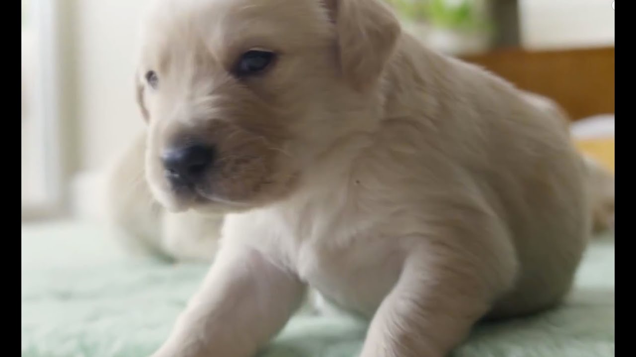 The Secret Life of Dogs