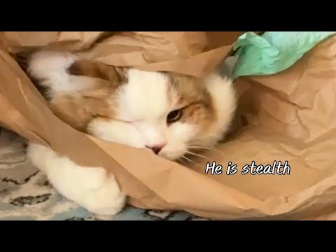 He’s An Ambush Predator At Heart 🐯