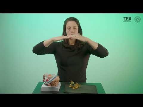 Craniosacral Therapy | Demystifying Cranial Rhythm