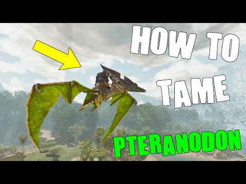 ARK'S MOST EFFICIENT FLYING ANIMAL | How To Tame The Pteranodon | Ark Survival Ascended