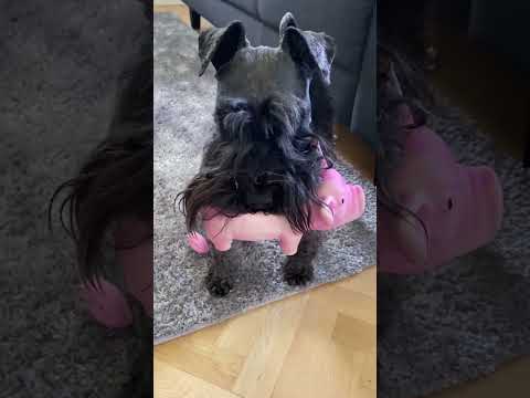 Смешные пушистики / Смешные моменты с животными 2024 /№62 #ff #домашниепитомцы #коты #собаки #funny