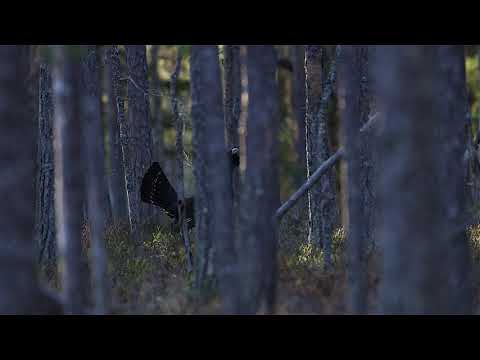 Tjäderspel i morgonljus