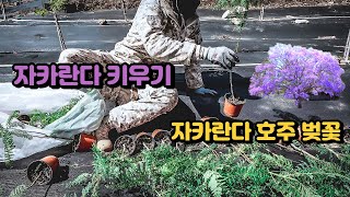【자카란다 키우기】 호주 벚꽃 보라색 꽃나무 마지막 도전 Jacaranda 