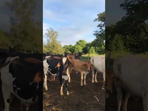 Ciego de Avila, del campo a la ciudad. #ihavethisthingwithplants #bloxfruits #cuba