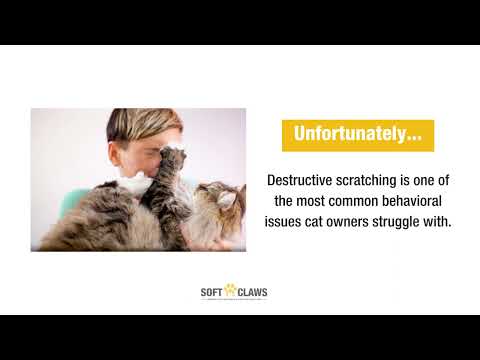 Why Cats Are The Most Popular Animal Surrendered to Shelters
