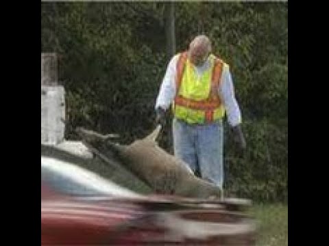 Dead Animal Removal - Dead Deer Removal Services NJ - 24 HOURS (862) 658-2086