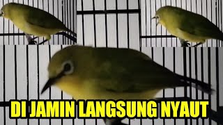 Download lagu suara pleci BETINA Untuk memancing EMOSI pleci JANTAN agar buka paruh. mp3