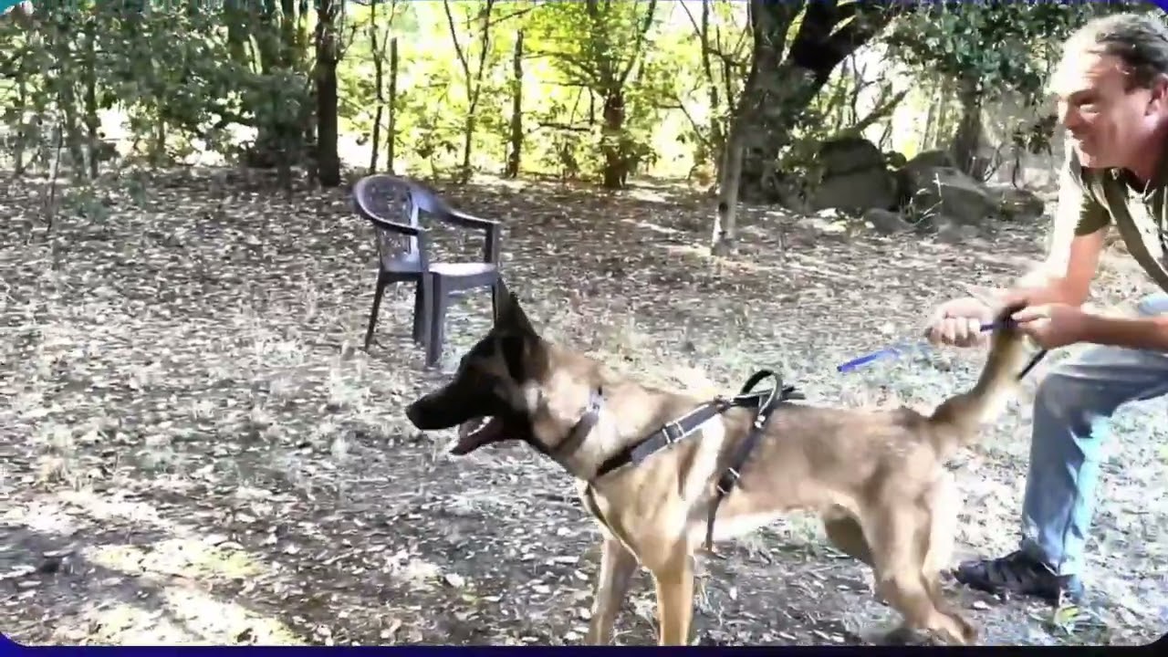 How Repeated Wins Recruit a Rage Response in Dogs — watch on YouTube