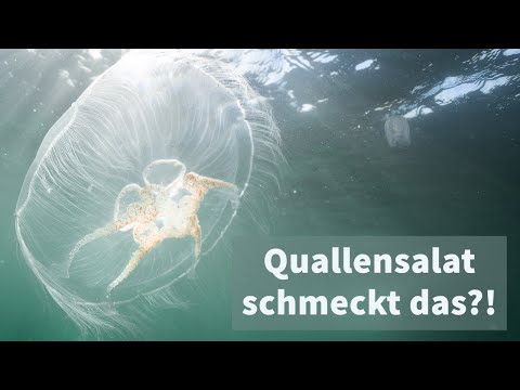 , title : 'Quallensalat - schmeckt das?!  | Meeresrauschen'