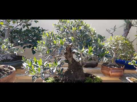 Wild Olive Bonsai
