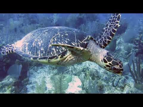 Little Cayman Bloody Bay Wall Dives  - May 2023