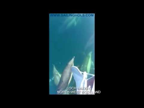 Dolphins Bow Riding with Destiny, Lochmaddy, Outer Isles Scotland