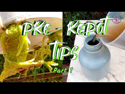 Pre-Repotting Orchid Care | Your 5 Step Guide incl. Tips for Stress-Free Repot Success #ninjaorchids
