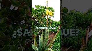 Download lagu ¿Que significa cuando florece el aloe vera (sábila)? #parati #aloevera #sabila #creenciaspoderosas mp3 Download lagu ¿Que significa cuando florece el aloe vera (sábila)? #parati #aloevera #sabila #creenciaspoderosas mp3