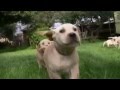 I'll Be Free - Kent Bottenfield The Labrador puppy ...