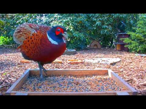 Highlights Today (breeding, nesting, pheasants, blackbirds, ...) Recke, Germany - 25. April 2020