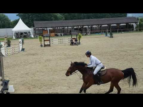 Colin (Colato R) 4y.o. For Sale  100cm 6.place