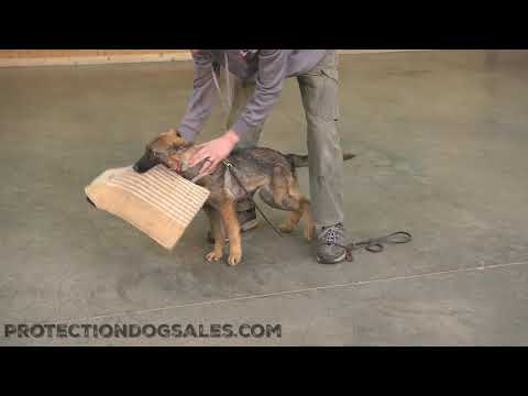 Hey There! Let's Look At "Zest" 5 Mo German Shepherd Puppy Early Protection Training For Sale