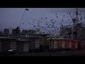 New York Pigeons Star In Live Art Installation