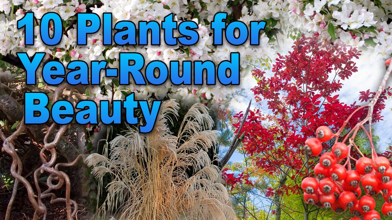 10 Stunning Plants That Look Great Year-Round