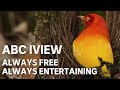 ABC iview: Always Free, Always Entertaining