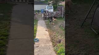 Video preview image #1 Dachsador Puppy For Sale in Crystal, MN, USA