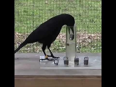 The surprising intelligence of crows demonstrated in an experiment