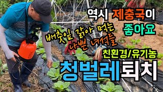 배춧잎 갉아 먹는 나쁜녀석들 / 제충국 2차 살포 / 친환경 유기농으로 청벌레를 퇴치하자!