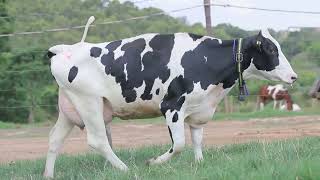 Lote 46   2221
