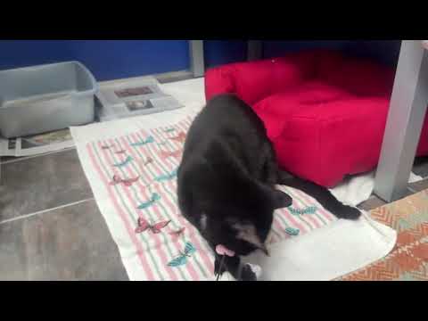 Whiskers video