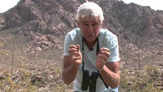 Mojave Desert Plants