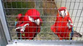 Kuala Lumpur, Visita al Bird Park, il parco di uccelli più grande del mondo.