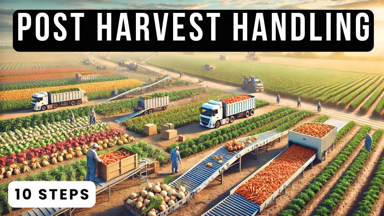 10 Essential Steps to Optimize Post Harvest Handling with Advanced Machinery | Modern Day Farming