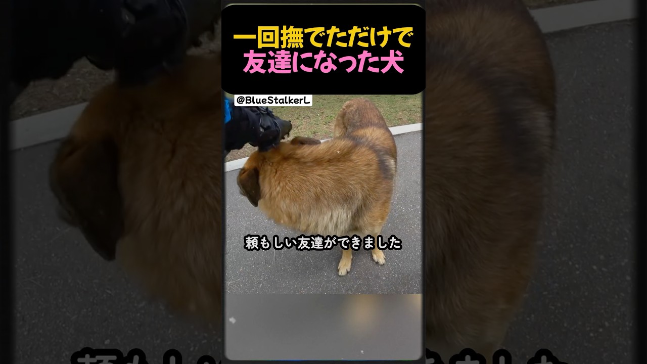 男性を守ってくれたワンちゃん。