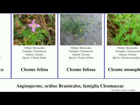 Angiosperme, ordine Brassicales, famiglia Cleomaceae cleome arabica angiosperms felina spinosa