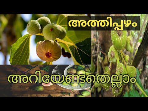 Athippazham|fig fruit Malayalam|Rabizworld ramla