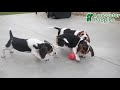 Beagle dogs for sale: Hugo - Video 1