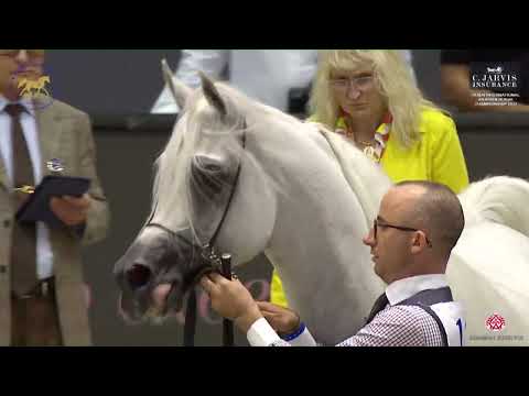 N 138 SINMAR ALBIDAYER   Dubai International Arabian Horse Championship 2023   Stallions 4   6 Years